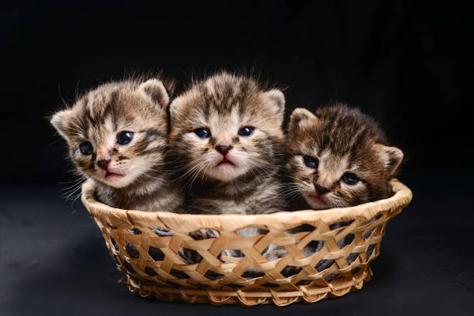 new Bengal Kitten
