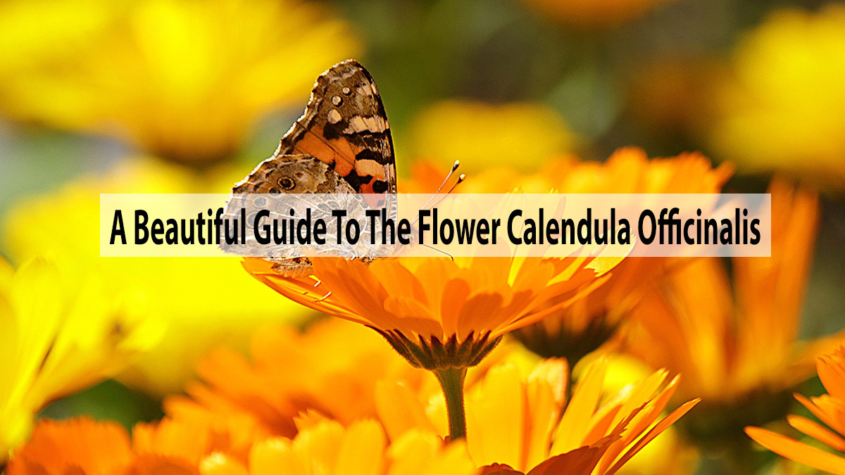 A Beautiful Guide To The Flower Calendula Officinalis