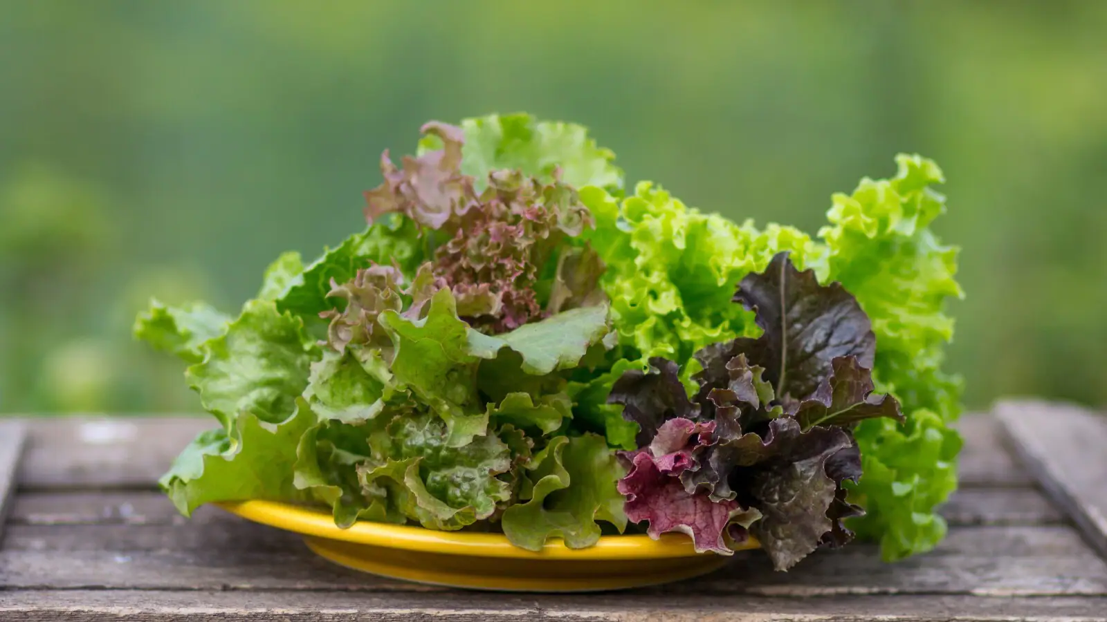 What Is Green Leaf Lettuce?