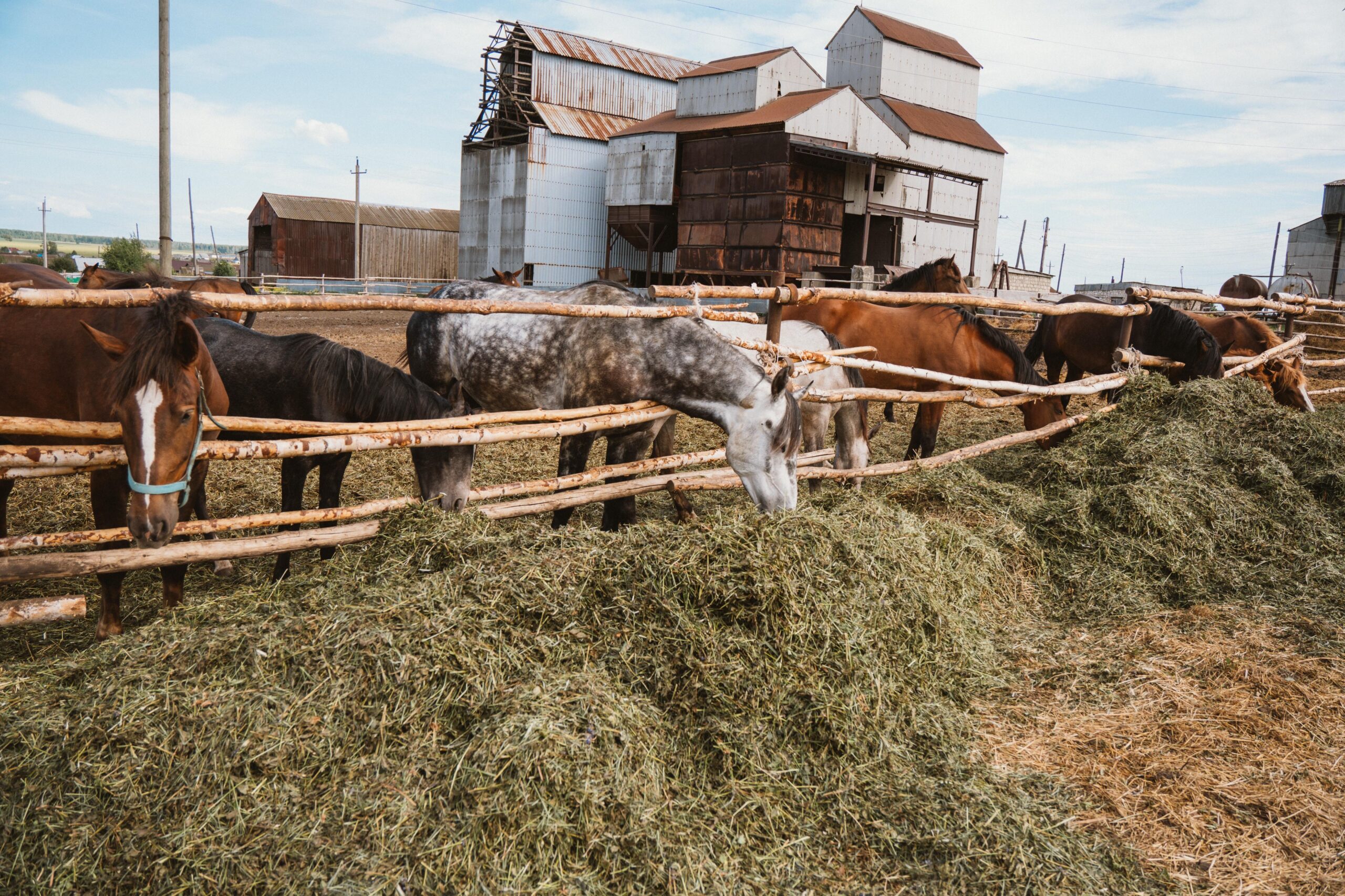 The Benefits Of Giving Horses A High-Fibre Diet